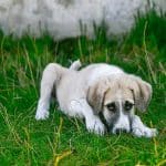 Benefits Of Administering CBD For Dogs